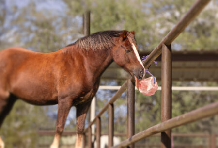 Himalayan Salt Blocks For Horses Natural Solution For Health Himalayan salt Blocks